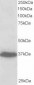 Goat Anti-PDLIM4 / RIL Antibody